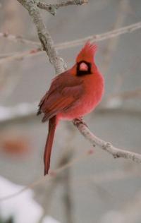 <img200*0:stuff/z/65185/[The%2520Mad%2520Hatter]%2527s%2520Photography/cardnal.jpg>